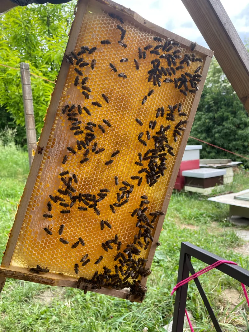 Bienenwabe mit Bienen beim Imker