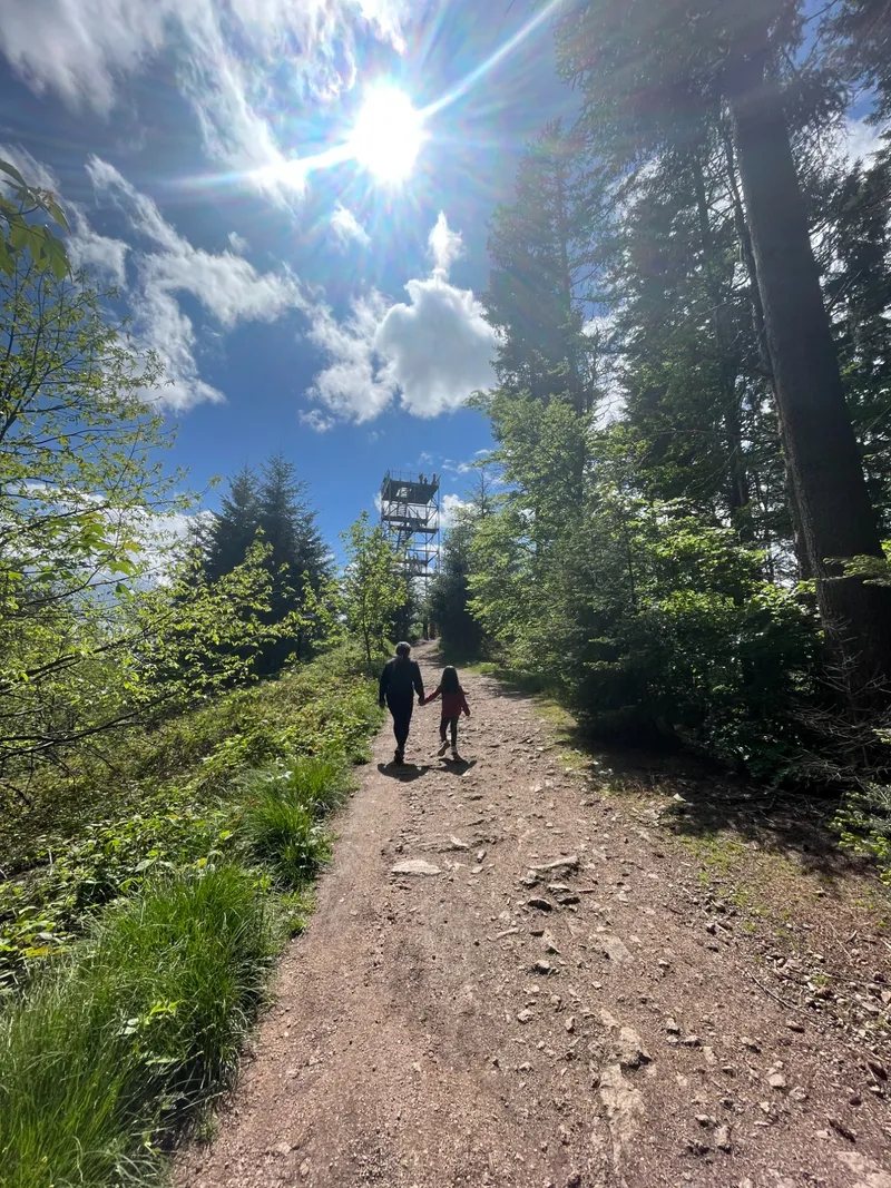 Wanderweg durch den Schwarzwald bei Sonnenschein