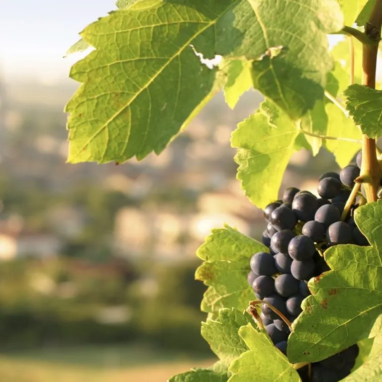 Reife Trauben im Weinberg der Ortenau